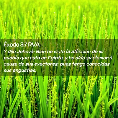 Picture 02 - Éxodo 3:7 RVA - Y dijo Jehová: Bien he visto la aflicción de mi - Bible Verse Picture