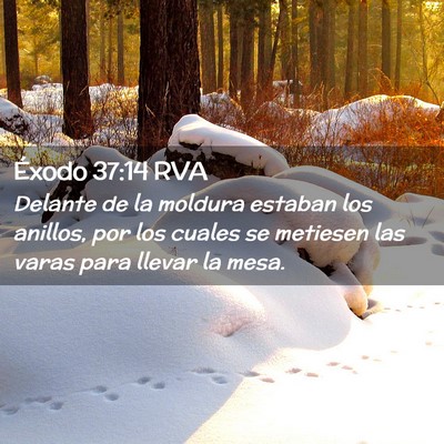 Picture 02 - Éxodo 37:14 RVA - Delante de la moldura estaban los anillos, por - Bible Verse Picture