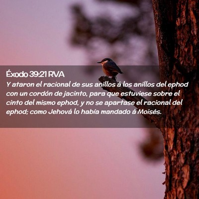 Picture 02 - Éxodo 39:21 RVA - Y ataron el racional de sus anillos á los - Bible Verse Picture