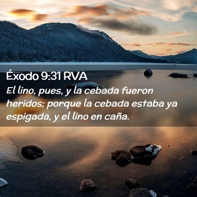Picture 02 - Éxodo 9:31 RVA - El lino, pues, y la cebada fueron heridos; porque - Bible Verse Picture