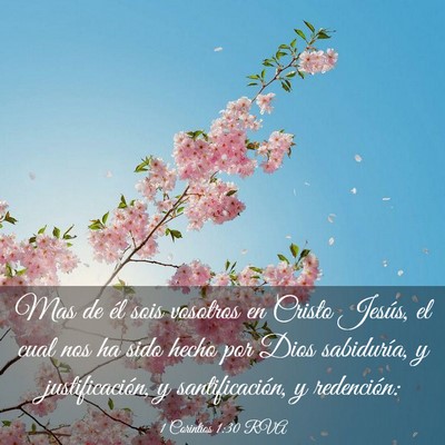 Picture 03 - 1 Corintios 1:30 RVA - Mas de él sois vosotros en Cristo Jesús, el - Bible Verse Picture