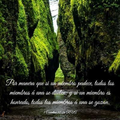 Picture 03 - 1 Corintios 12:26 RVA - Por manera que si un miembro padece, todos los - Bible Verse Picture
