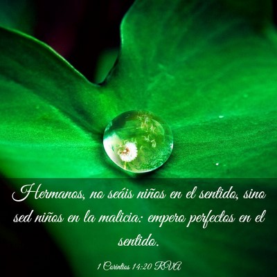 Picture 03 - 1 Corintios 14:20 RVA - Hermanos, no seáis niños en el sentido, sino - Bible Verse Picture