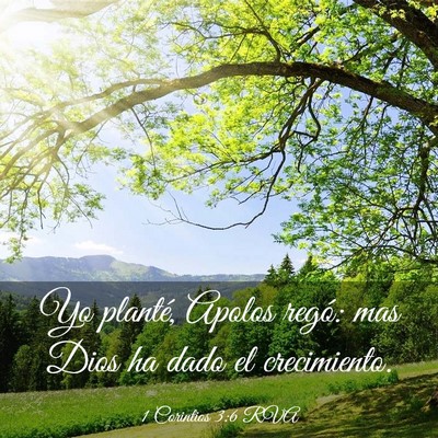 Picture 03 - 1 Corintios 3:6 RVA - Yo planté, Apolos regó: mas Dios ha dado el - Bible Verse Picture