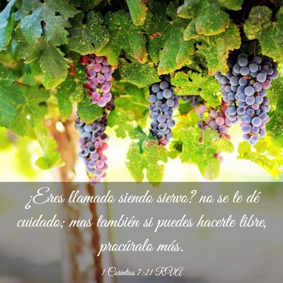 Picture 03 - 1 Corintios 7:21 RVA - ¿Eres llamado siendo siervo? no se te dé - Bible Verse Picture
