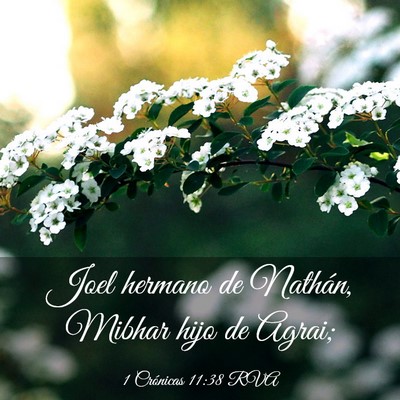 Picture 03 - 1 Crónicas 11:38 RVA - Joel hermano de Nathán, Mibhar hijo de - Bible Verse Picture