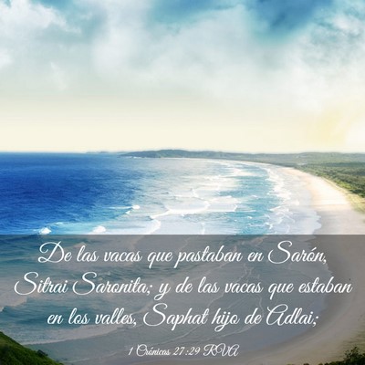 Picture 03 - 1 Crónicas 27:29 RVA - De las vacas que pastaban en Sarón, Sitrai - Bible Verse Picture