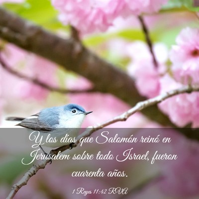 Picture 03 - 1 Reyes 11:42 RVA - Y los días que Salomón reinó en Jerusalem - Bible Verse Picture