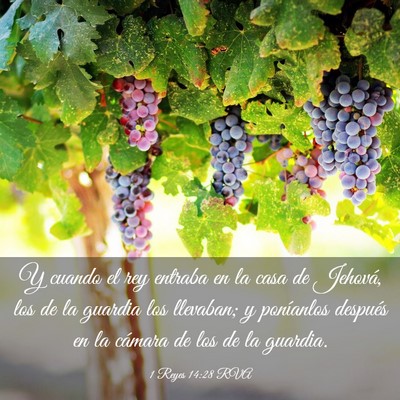 Picture 03 - 1 Reyes 14:28 RVA - Y cuando el rey entraba en la casa de Jehová, - Bible Verse Picture