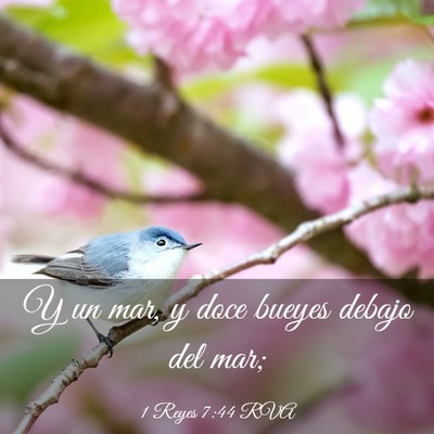 Picture 03 - 1 Reyes 7:44 RVA - Y un mar, y doce bueyes debajo del - Bible Verse Picture