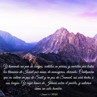 Picture 03 - 1 Samuel 11:7 RVA - Y tomando un par de bueyes, cortólos en piezas, - Bible Verse Picture
