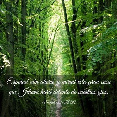 Picture 03 - 1 Samuel 12:16 RVA - Esperad aún ahora, y mirad esta gran cosa que - Bible Verse Picture