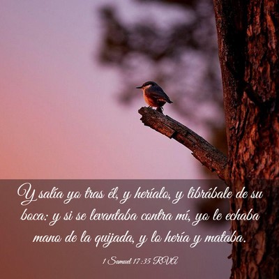Picture 03 - 1 Samuel 17:35 RVA - Y salía yo tras él, y heríalo, y librábale de - Bible Verse Picture
