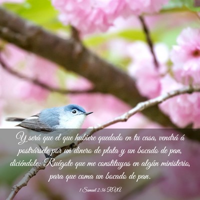Picture 03 - 1 Samuel 2:36 RVA - Y será que el que hubiere quedado en tu casa, - Bible Verse Picture
