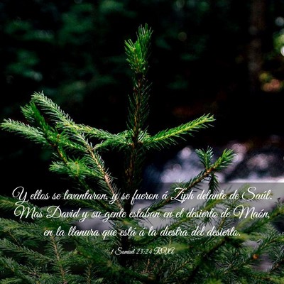 Picture 03 - 1 Samuel 23:24 RVA - Y ellos se levantaron, y se fueron á Ziph - Bible Verse Picture