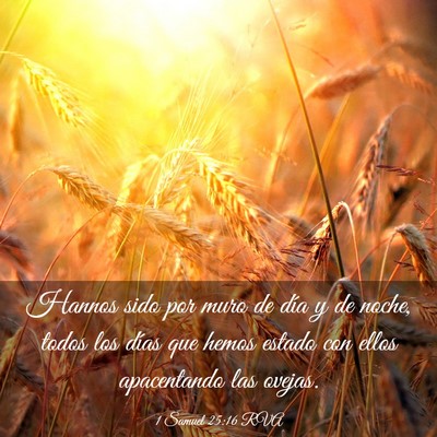 Picture 03 - 1 Samuel 25:16 RVA - Hannos sido por muro de día y de noche, todos - Bible Verse Picture