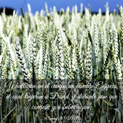 Picture 03 - 1 Samuel 30:11 RVA - Y hallaron en el campo un hombre Egipcio, el cual - Bible Verse Picture