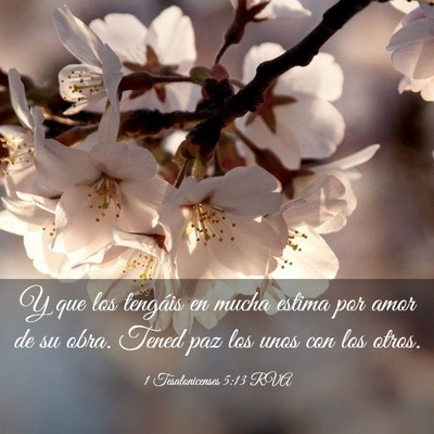 Picture 03 - 1 Tesalonicenses 5:13 RVA - Y que los tengáis en mucha estima por amor de su - Bible Verse Picture