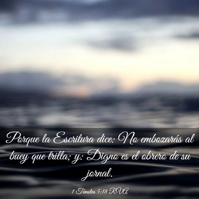 Picture 03 - 1 Timoteo 5:18 RVA - Porque la Escritura dice: No embozarás al buey - Bible Verse Picture