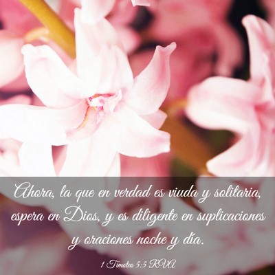Picture 03 - 1 Timoteo 5:5 RVA - Ahora, la que en verdad es viuda y solitaria, - Bible Verse Picture