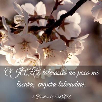 Picture 03 - 2 Corintios 11:1 RVA - OJALA toleraseis un poco mi locura; empero - Bible Verse Picture