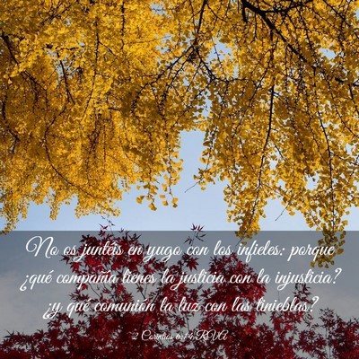 Picture 03 - 2 Corintios 6:14 RVA - No os juntéis en yugo con los infieles: porque - Bible Verse Picture