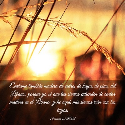 Picture 03 - 2 Crónicas 2:8 RVA - Envíame también madera de cedro, de haya, de - Bible Verse Picture