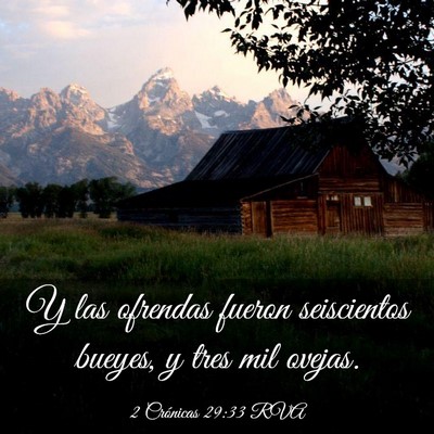 Picture 03 - 2 Crónicas 29:33 RVA - Y las ofrendas fueron seiscientos bueyes, y tres - Bible Verse Picture