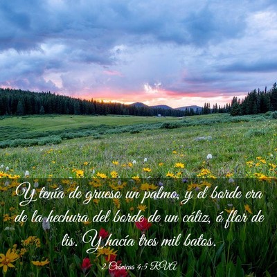 Picture 03 - 2 Crónicas 4:5 RVA - Y tenía de grueso un palmo, y el borde era de la - Bible Verse Picture
