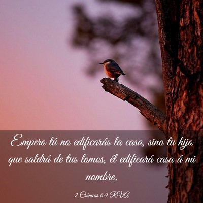 Picture 03 - 2 Crónicas 6:9 RVA - Empero tú no edificarás la casa, sino tu hijo - Bible Verse Picture