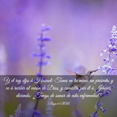 Picture 03 - 2 Reyes 8:8 RVA - Y el rey dijo á Hazael: Toma en tu mano un - Bible Verse Picture