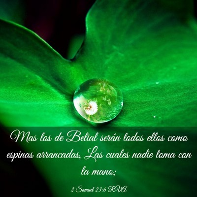 Picture 03 - 2 Samuel 23:6 RVA - Mas los de Belial serán todos ellos como espinas - Bible Verse Picture