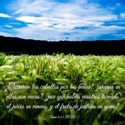 Picture 03 - Amós 6:12 RVA - ¿Correrán los caballos por las peñas? - Bible Verse Picture
