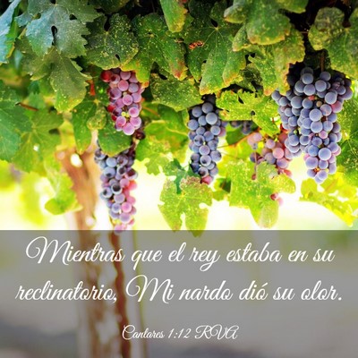 Picture 03 - Cantares 1:12 RVA - Mientras que el rey estaba en su reclinatorio, Mi - Bible Verse Picture