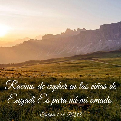 Picture 03 - Cantares 1:14 RVA - Racimo de copher en las viñas de Engadi Es para - Bible Verse Picture