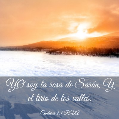 Picture 03 - Cantares 2:1 RVA - YO soy la rosa de Sarón, Y el lirio de los - Bible Verse Picture