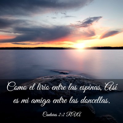 Picture 03 - Cantares 2:2 RVA - Como el lirio entre las espinas, Así es mi amiga - Bible Verse Picture