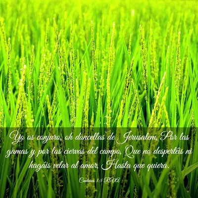Picture 03 - Cantares 3:5 RVA - Yo os conjuro, oh doncellas de Jerusalem, Por las - Bible Verse Picture