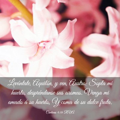 Picture 03 - Cantares 4:16 RVA - Levántate, Aquilón, y ven, Austro: Sopla mi - Bible Verse Picture