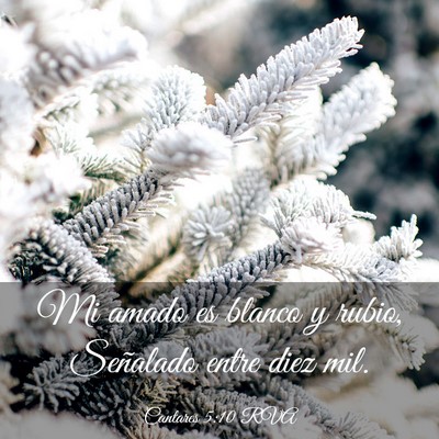 Picture 03 - Cantares 5:10 RVA - Mi amado es blanco y rubio, Señalado entre diez - Bible Verse Picture