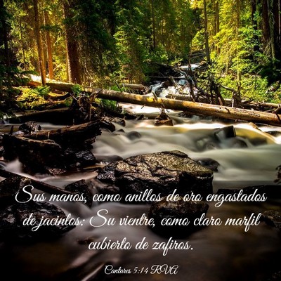 Picture 03 - Cantares 5:14 RVA - Sus manos, como anillos de oro engastados de - Bible Verse Picture