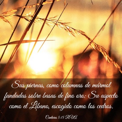 Picture 03 - Cantares 5:15 RVA - Sus piernas, como columnas de mármol fundadas - Bible Verse Picture