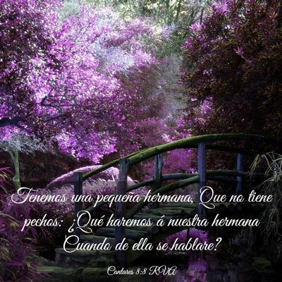 Picture 03 - Cantares 8:8 RVA - Tenemos una pequeña hermana, Que no tiene - Bible Verse Picture