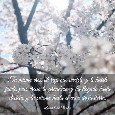 Picture 03 - Daniel 4:22 RVA - Tú mismo eres, oh rey, que creciste, y te - Bible Verse Picture