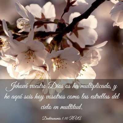 Picture 03 - Deuteronomio 1:10 RVA - Jehová vuestro Dios os ha multiplicado, y he - Bible Verse Picture