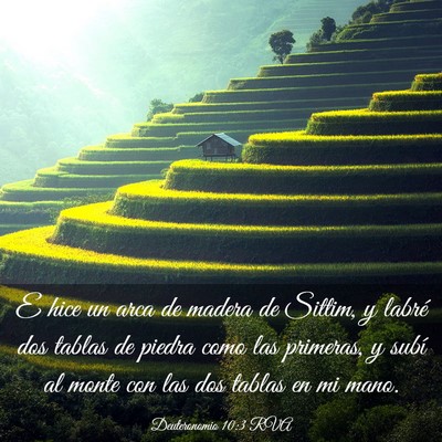 Picture 03 - Deuteronomio 10:3 RVA - E hice un arca de madera de Sittim, y labré dos - Bible Verse Picture