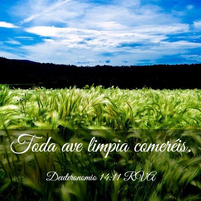 Picture 03 - Deuteronomio 14:11 RVA - Toda ave limpia - Bible Verse Picture