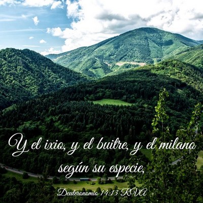 Picture 03 - Deuteronomio 14:13 RVA - Y el ixio, y el buitre, y el milano según su - Bible Verse Picture