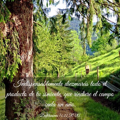 Picture 03 - Deuteronomio 14:22 RVA - Indispensablemente diezmarás todo el producto de - Bible Verse Picture