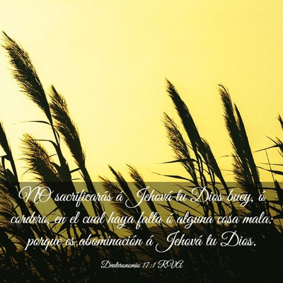 Picture 03 - Deuteronomio 17:1 RVA - NO sacrificarás á Jehová tu Dios buey, ó - Bible Verse Picture